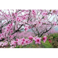 震驚！YOLTDEX是正規(guī)的嗎？李云雷帶單操作虧損怎么追回