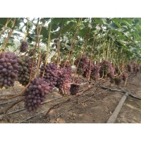 吉林著色香葡萄苗批發優質茉莉香葡萄苗廠家直銷