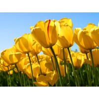 1號期權(quán)被騙虧損內(nèi)幕曝光!原因令人觸目驚心