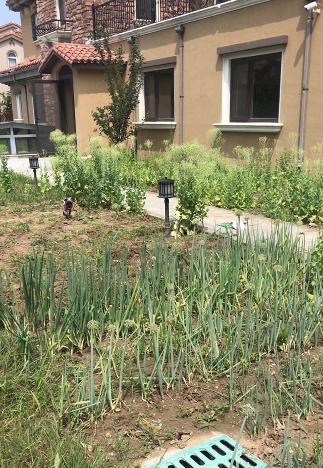 北京別墅花園代管理/拔草除草/翻土松土/種菜/植物澆水修剪/寵物看管