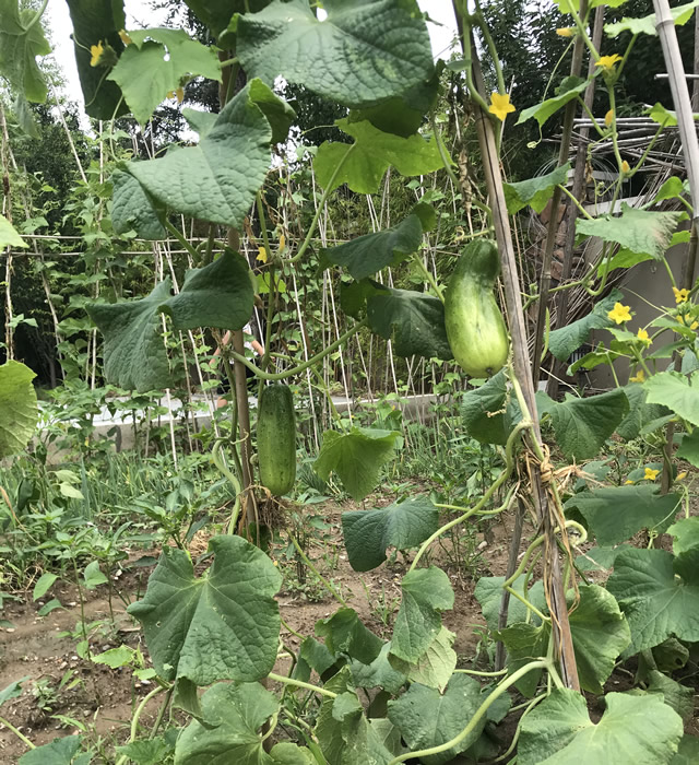 北京別墅花園代管理/拔草除草/翻土松土/種菜/植物澆水修剪/寵物看管