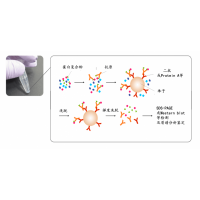 蛋白質(zhì)相互作用分析