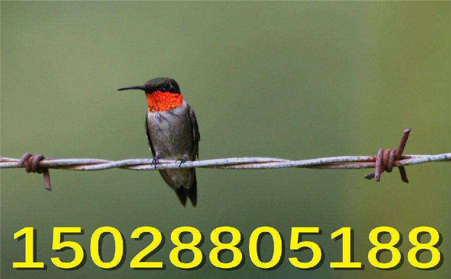 不銹鋼刀片刺繩價格 不銹鋼刀片刺繩價格